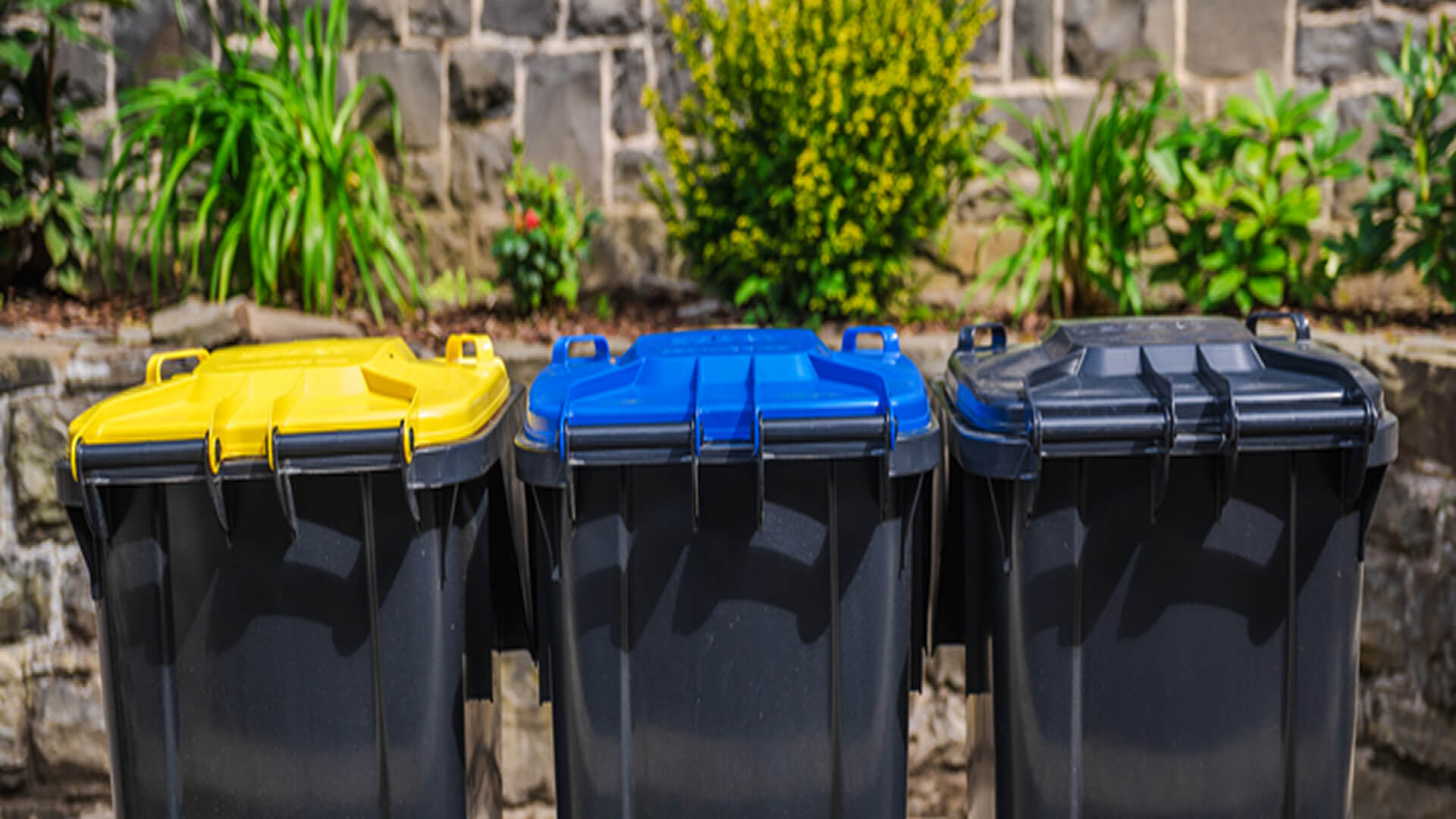 Three residential wheelie bins with yellow, blue and black lids